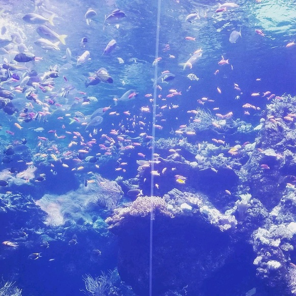 Meet your Posher, Linda - Picture 1 of 1